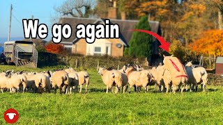The Rams go out.... and this year we are lambing later! screenshot 5
