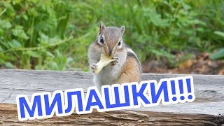 Смешные бурундуки МИЛАШКИ!/Смотреть до конца!!! Смешные бурундуки МИЛАШКИ!/Смотреть до конца!!!