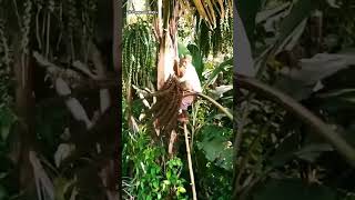 Cara tradisional menyadap nira aren |gula aren #technical #youtubeshorts