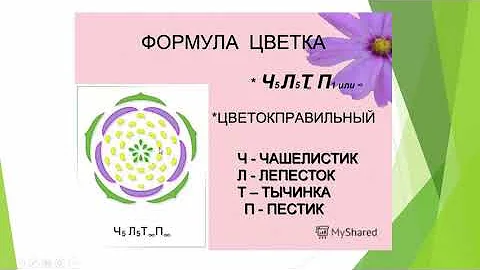 Биология. Раздел Ботаника. Семейство Розоцветные. Людмила Ивановна. Profi-Teacher.ru