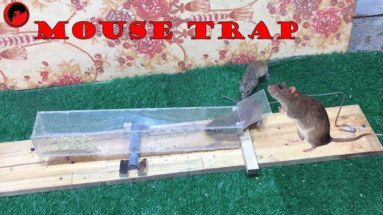 easy trampas para ratones
