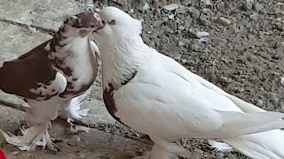 Андижанские голуби с 50$ до 1 200$  кабутар ни зурлари, kabootar bazi, pigeon, pigeons,doves