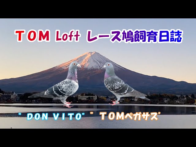 リモージュボックス　鳩 リモージュボックス 鳩 商品紹介 動物 ｜ リモージュボックス
