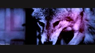 Awesome Wolf Gif Video