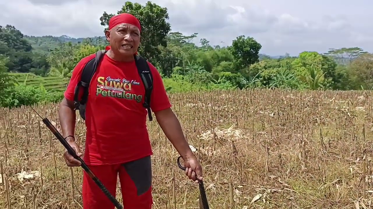 Ular Cobra kebo besar hitam !! Menemukan saat hunting di cuaca yang panas !!