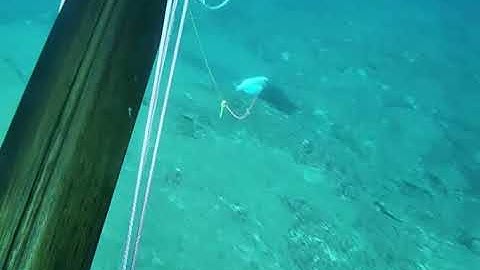 B Daniel Double Invert Roller 105 Soft setup vs nervous Dentex