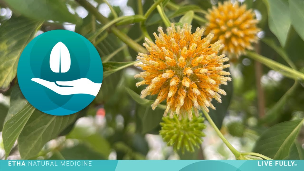 ETHA Natural Botanicals Introduction Collage