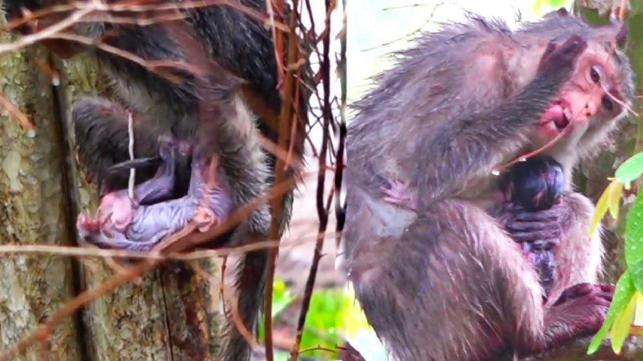 The mother monkey holds her newborn baby monkey and takes it everywhere.