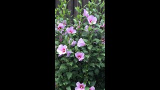How Do You Propagate Rose Of Sharon?