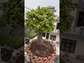 Jade plant bonsai 🪴