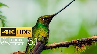 Planet Earth II - Hummingbirds (HDR - 4K - 5.1)