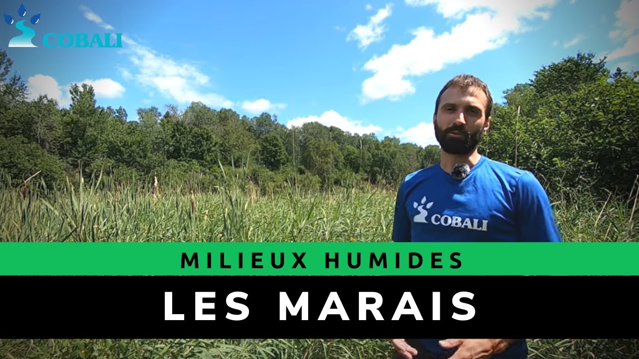 Mieux connaître et identifier les milieux humides - Les marais