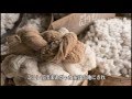 BIG M ONEのオーガニックコットン