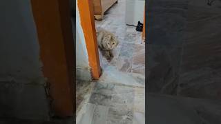 #cat #funny #shortvideo #minivideo #viral #congress #quickwatch #fun #suscribe #reels #birds #cute