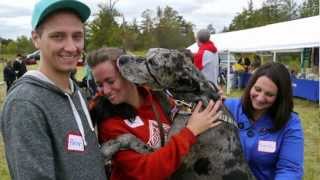 Saving Gideon Great Dane: A Furever Home Dog Rescue Story