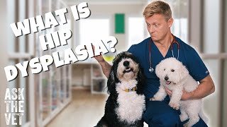 What is hip dysplasia? | ASK THE VET with Dr Scott Miller