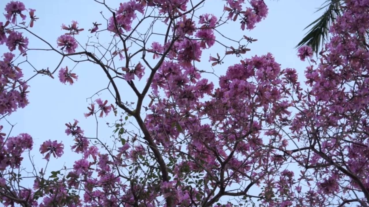 Skile panels crepe mertle tree video graphic - YouTube