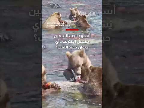 أسبوع الدب السمين يشعل الإنترنت شاهد الحيوان الذي حصد اللقب لعام 2025
