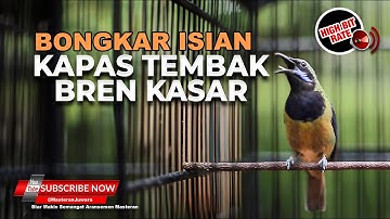 🔴Masteran Kapas Tembak Bren Kasar Materi Tembakan Cucak Cungkok Gacor Panjang