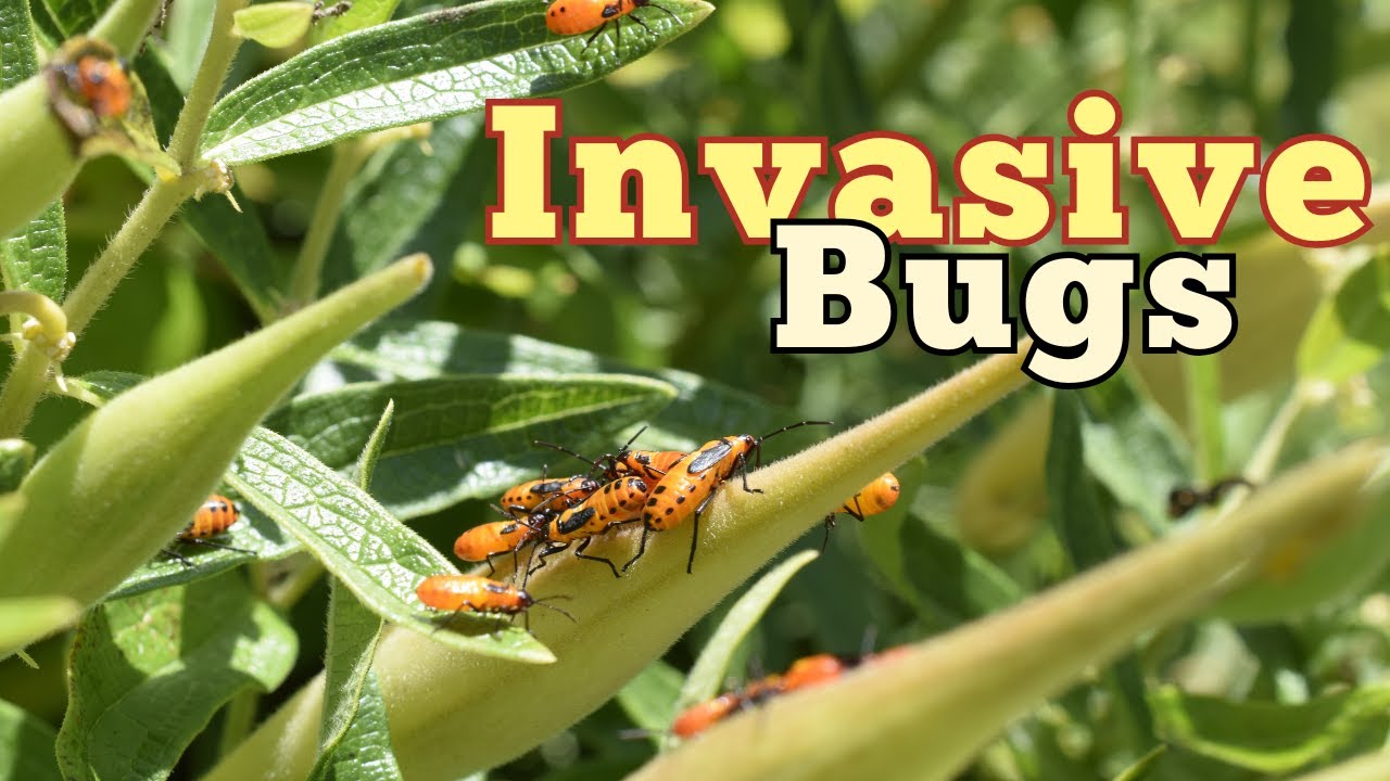Should invasive insects be eradicated—even if it means driving them to extinction?