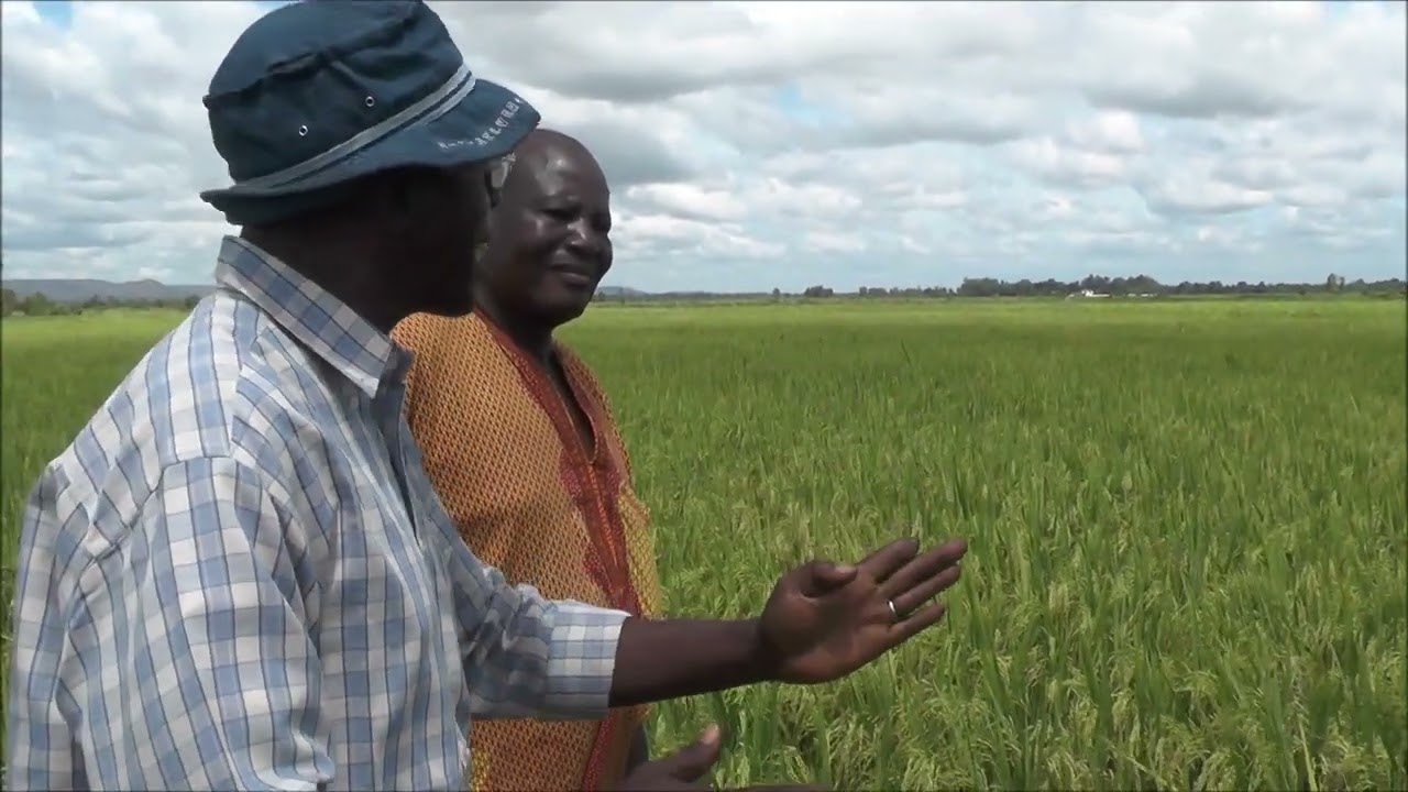 La Cooperative SRI Waatisera et FOSCAR Mali  2020