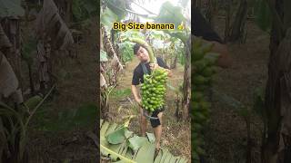 Download Lagu Banana Harvest 🍌🌴 #banna #agrucul #shorts #foryou MP3