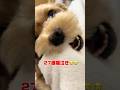 飼い主泣かす犬 #沖縄 #犬 #マルプー #キレる