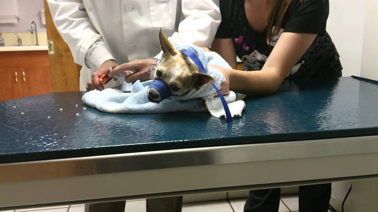 Dog hates vet YouTube