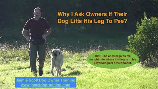 Why One Of The First Questions I Ask Dog Owners Is If Their Dog Lifts His Leg To Pee?