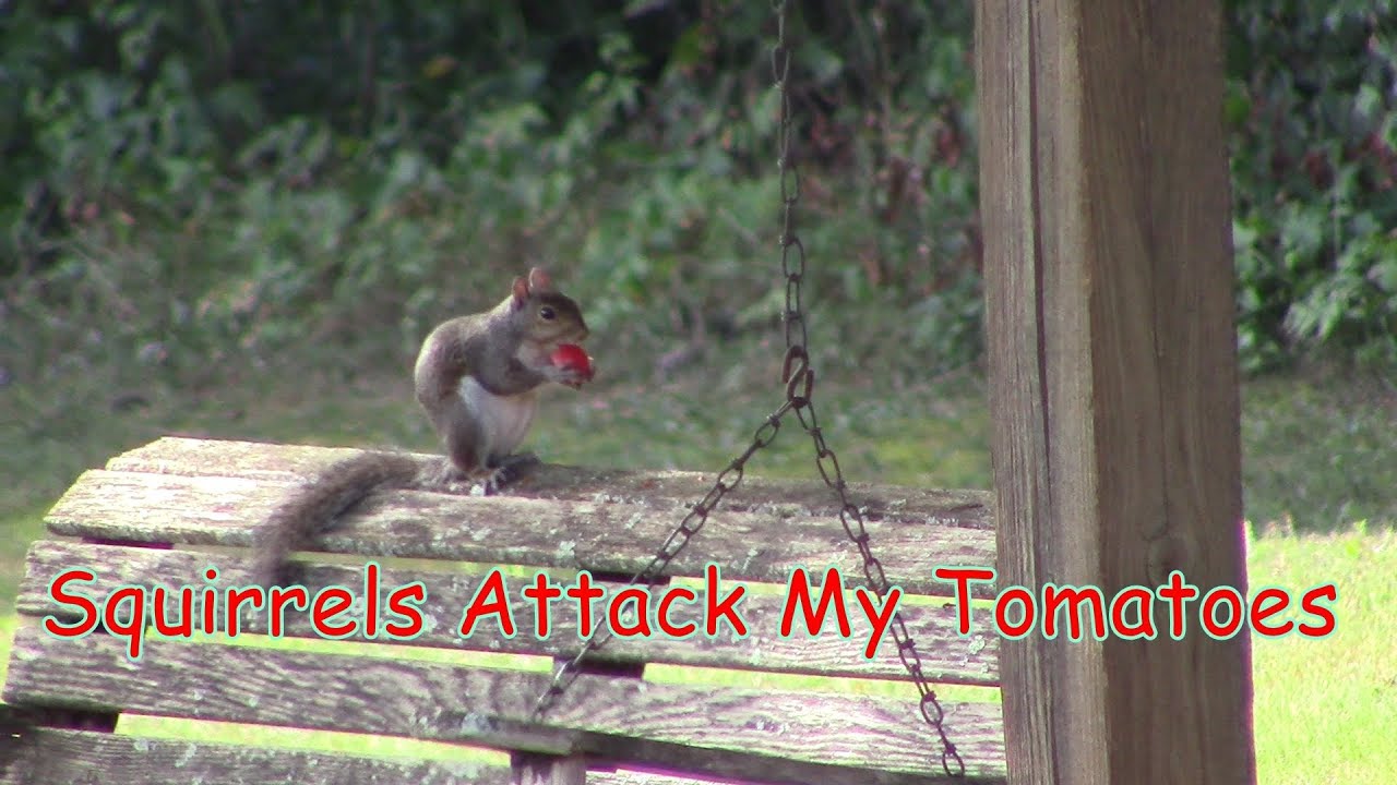 Squirrels Attack My Tomatoes Squirrels Love Our Tomatoes YouTube
