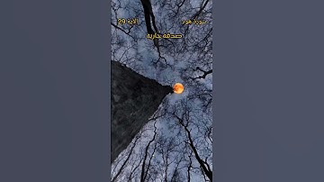 سورة هود الآية 29