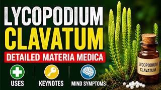 Lycopodium Clavatum – Detailed Materia Medica: Uses, Keynotes &amp; Mind Symptoms