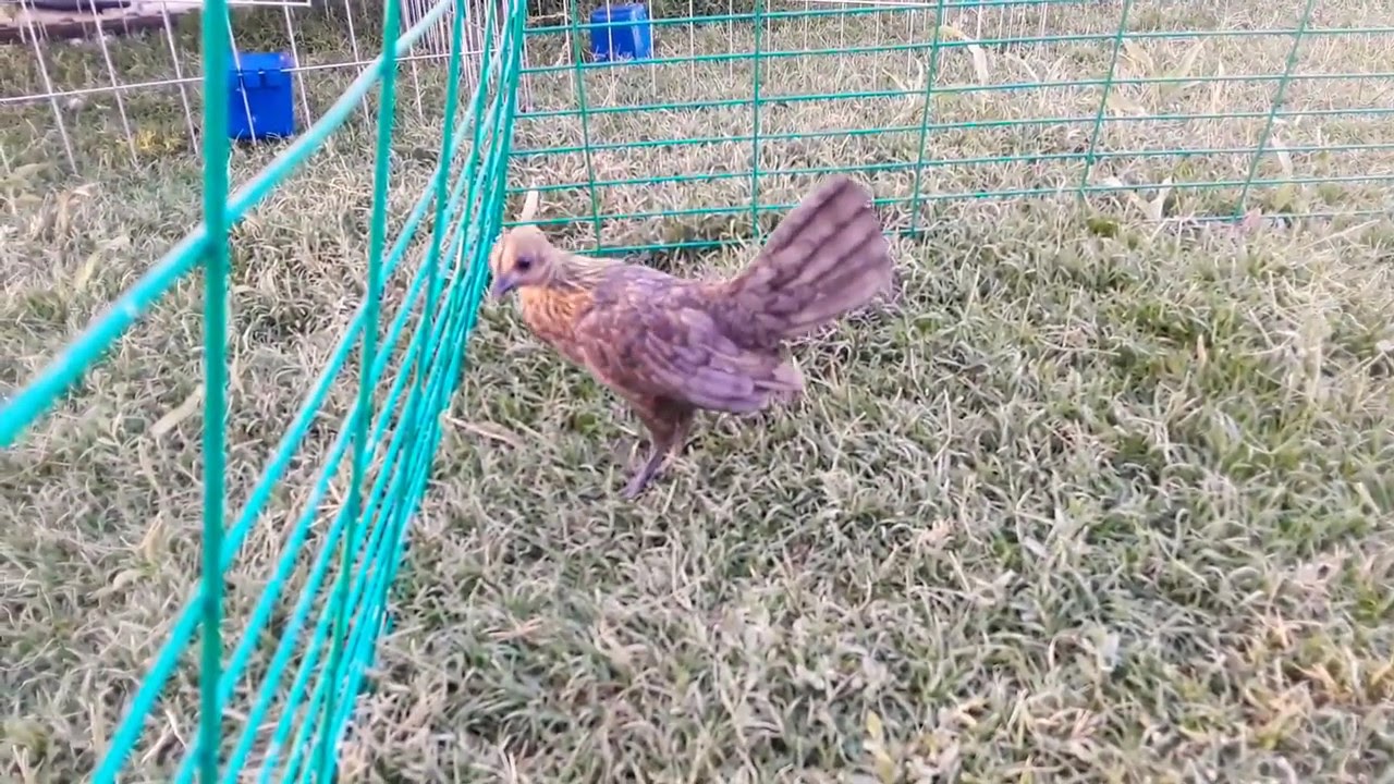 Old English Bantam lemon blue baby hen - YouTube