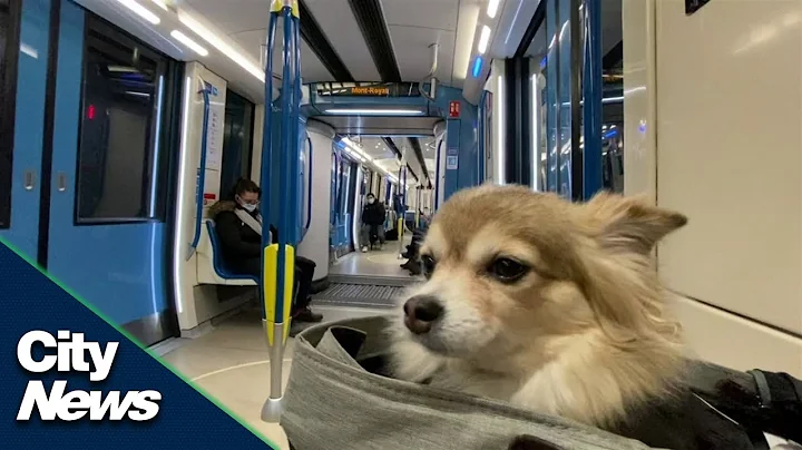 Montreal Metro to allow leashed dogs by the end of the year