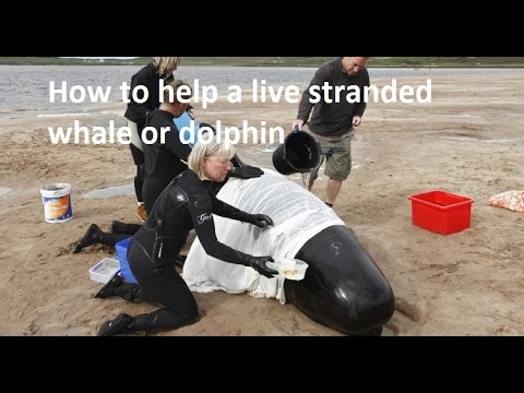 How to help a live stranded whale or dolphin - how to save a stranded whale