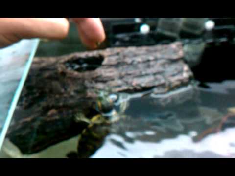Ralph the Trained Turtle