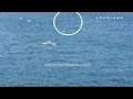 Great white shark attack caught on camera  manhattan beach pier   raw footage