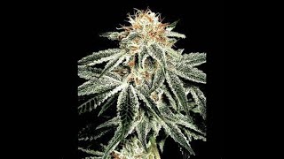 Exploring the Potent Effects and Medicinal Uses of White Widow Cannabis