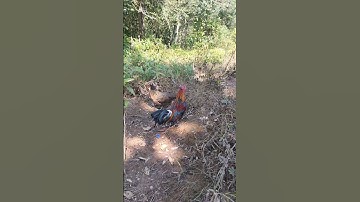 Mus dib qaib qus ua si nawb