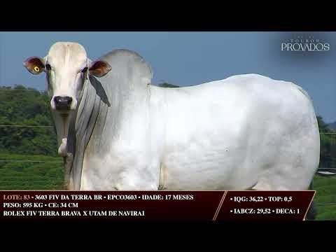 LOTE 83   EPCO 3603