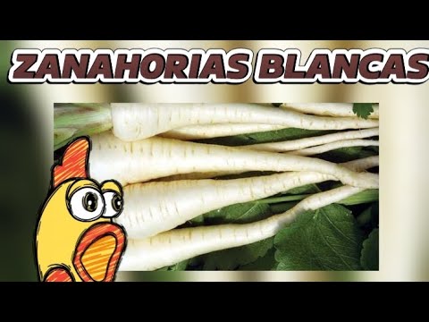 DATOS Y CURIOSIDADES