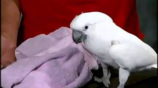 How to Properly Handle Your Bird (Petco)