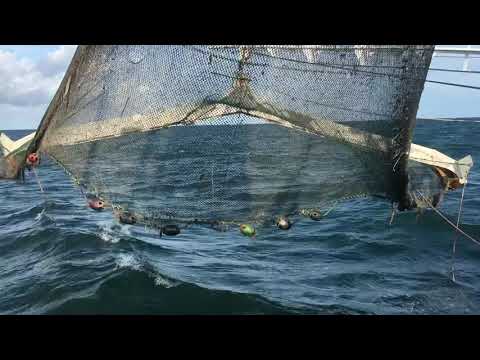 Video 3/3 Last drag of the shrimp beam trawl! 