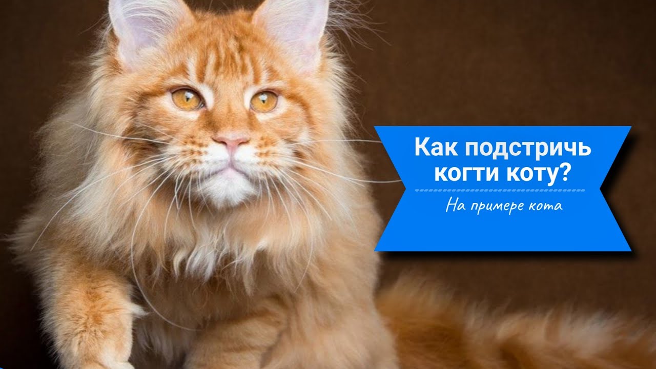 Как подстричь когти коту? На примере кота - YouTube