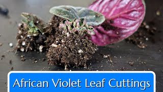 African Violet Leaf Cuttings #plantpropagation by Fraser Valley Rose Farm 25,386 views 5 months ago 6 minutes, 2 seconds