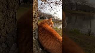 池の畔にいた野良猫をナデナデしてきた #Shorts