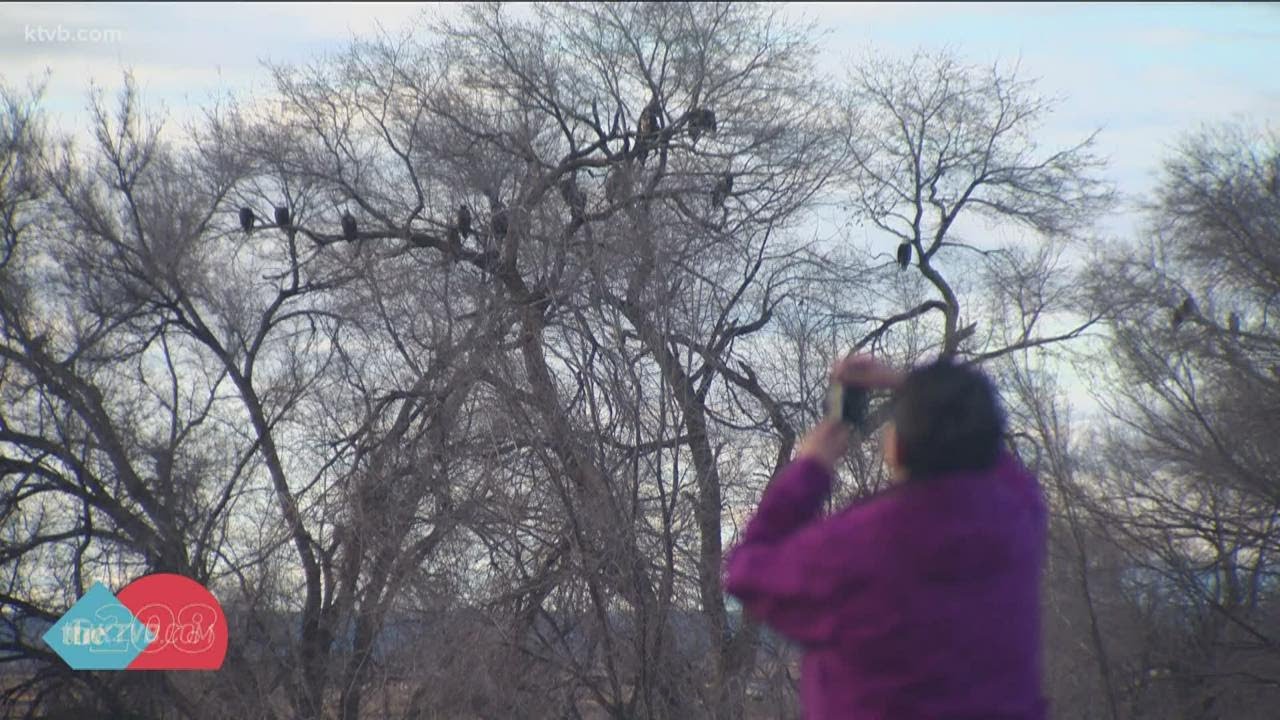 Get to Know Idaho The Wendell Eagle Tree YouTube