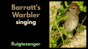 Barratt