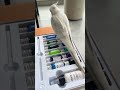 暴躁小鸟画家的最新画作 Cockatiel 玄凤鹦鹉 Cockatiels 暴躁小鸟画家的最新画作 Cockatiel 玄凤鹦鹉 Cockatiels