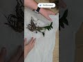 Посылки с замиокулькасами сегодня уехали